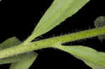 Common viper's bugloss